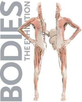 affiche : bodies the exhibition